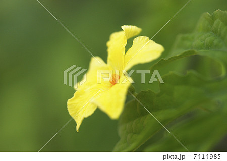 ヘチマの花の写真素材