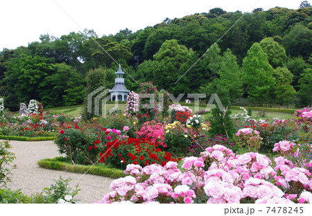 河津バガテル公園 河津 バラ園 あずま屋の写真素材