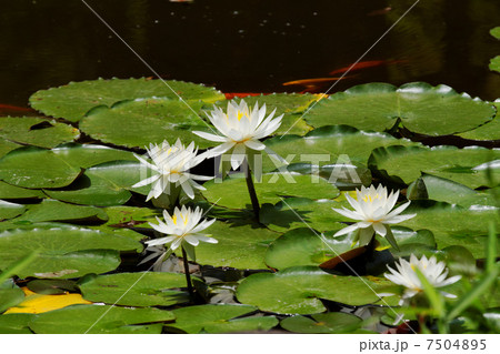 池 スイレン 笹 綺麗の写真素材