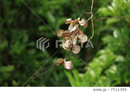 ヤマイモの雌花の実の写真素材