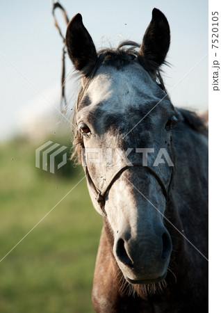 モンゴル馬の写真素材