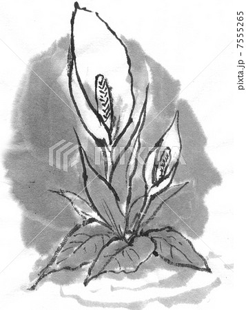 ミズバショウのイラスト素材 Pixta