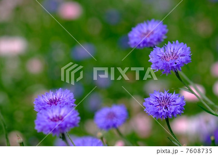矢車草 ヤグルマソウ 花 季節の写真素材 矢車草 ヤグルマソウ 花 季節の写真素材