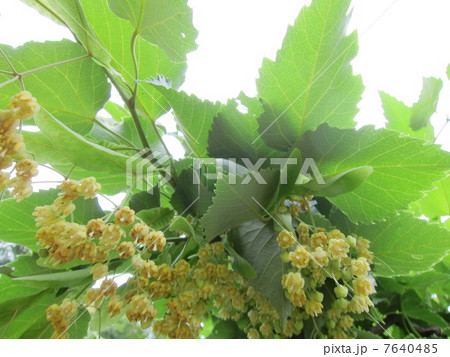 リンデンフラワーの写真素材