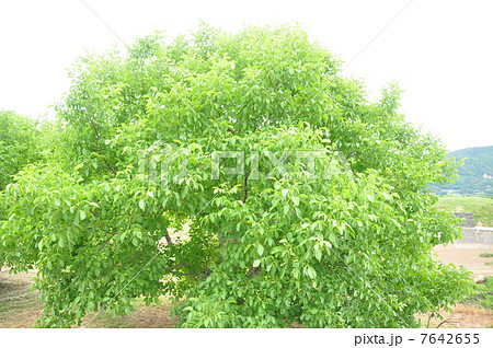 樹木 大木 くるみの木 植物の写真素材