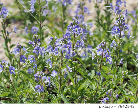 花 ミヤマクワガタ 植物 青色の写真素材