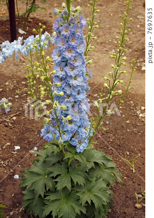 花 植物 デルフィニウム 八重咲きの写真素材