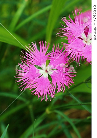 やまとなでしこ 花の写真素材