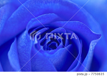 青いバラの写真素材