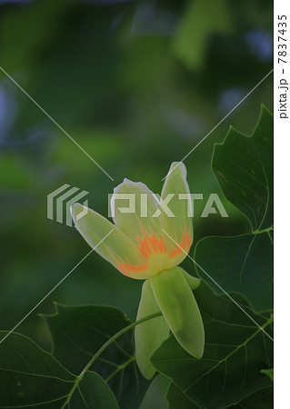花 チューリップポプラ 木 葉の写真素材