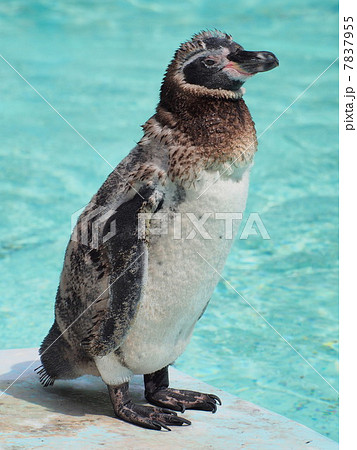 ペンギン 一羽 野毛山動物園 飛べない鳥の写真素材