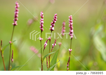 あかまんま 植物 赤色 草の写真素材