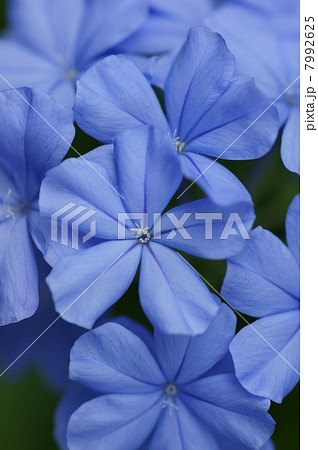 ルリマツリ 青い花 つる植物 瑠璃色の花の写真素材