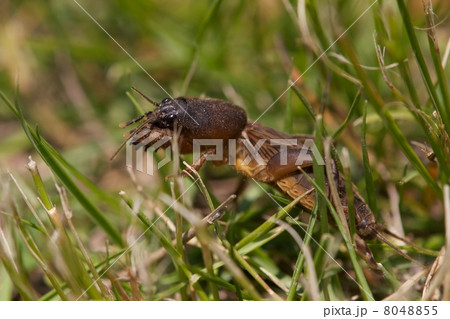 ケラ 虫 昆虫 動物の写真素材