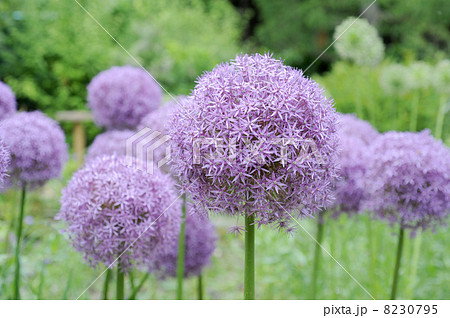 アリウム 花 ぼんぼり 植物の写真素材