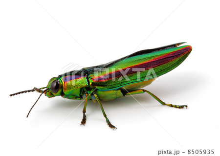 昆虫標本セット ジュエル・ビートル（タマムシ） 昆虫標本セット