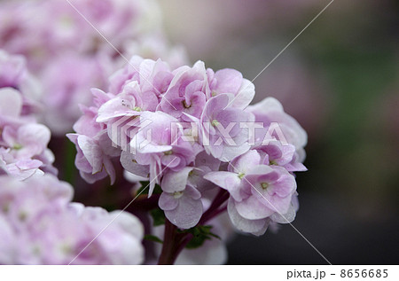 紫陽花 十二単 石化八重アジサイ 石化八重紫陽花の写真素材 紫陽花 十二単 石化八重アジサイ 石化八重紫陽花の写真素材