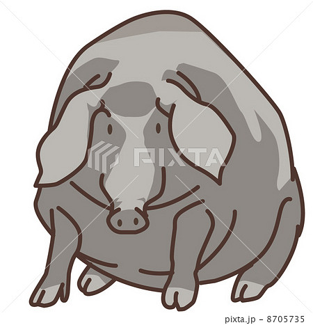 イベリコ豚 イラストの写真素材