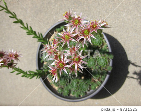 センペルビウム センペルビューム 花の写真素材