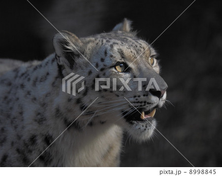 顔 ヒョウ 雪豹 多摩動物園の写真素材 Pixta