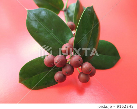 実 赤い実 ヒイラギ 柊 植物 冬 トゲ ギザギザの葉の写真素材