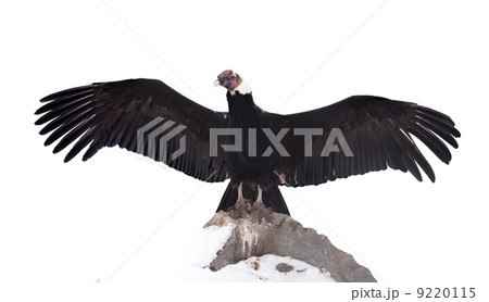 日本画　アンデスコンドル　鳥　赤　B1サイズ コンドル 鳥 横顔 アンデスコンドルの写真素材 - PIXTA