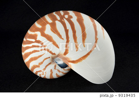 オウムガイ 貝殻 貝 標本の写真素材 Pixta