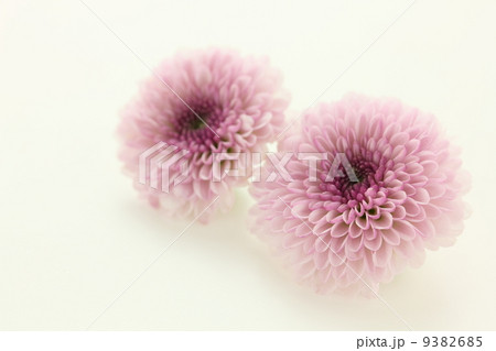 カリメロ スプレー菊 生花の写真素材