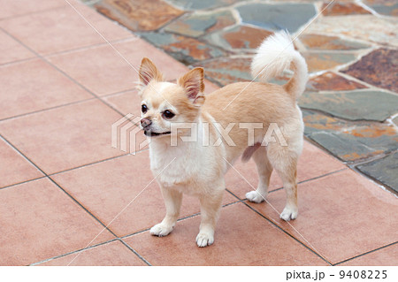 サマーカット ロングコートチワワの写真素材