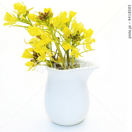 アブラナ 菜の花 白バック 花瓶の写真素材
