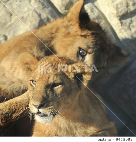 ライオン 猛獣 百獣の王 遠吠えの写真素材