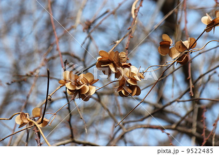 ヤマイモの雌花の実の写真素材