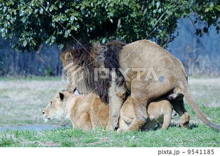 ライオン 交尾 動物 雄の写真素材