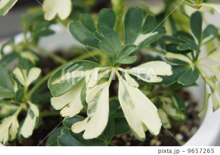 ドイツ植物学者シェフラーから命名の写真素材