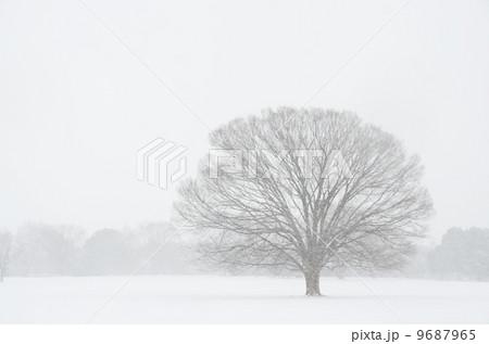 冬 雪 吹雪 ケヤキの写真素材