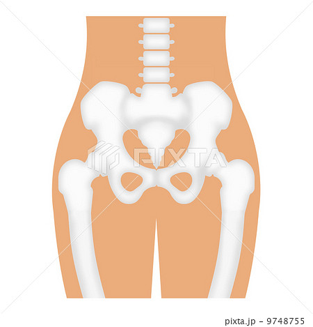 寛骨 断面 図の写真素材