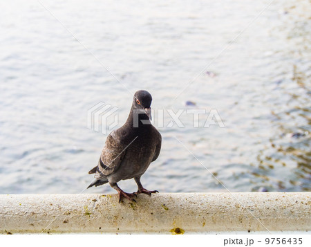 鳩 灰色の写真素材 - PIXTA