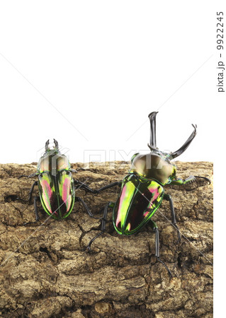 ニジイロクワガタ雌 雌の写真素材