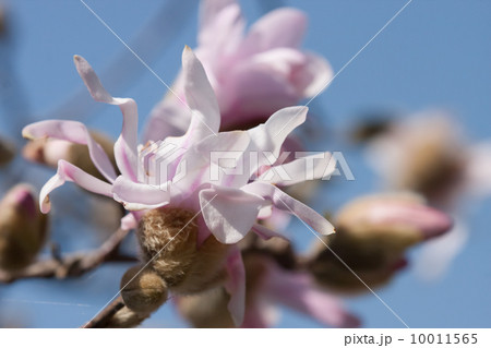 コブシの花の写真素材 - PIXTA