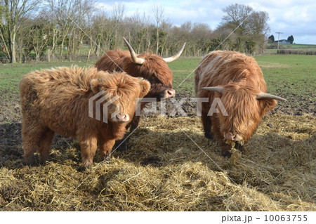 ハイランド キャトルの写真素材