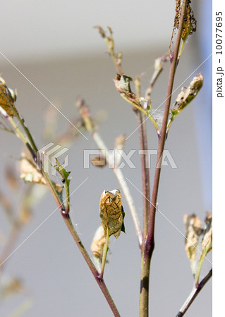 枯れる 葉 シマトネリコ 虫食いの写真素材