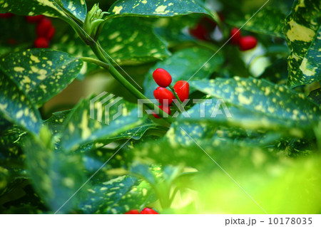 アオキ 木の実 冬 春 斑入りの写真素材