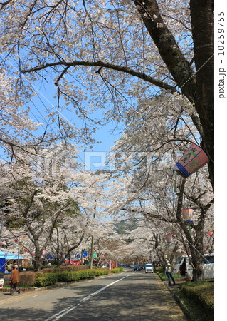 寺尾ヶ原千本桜公園の写真素材