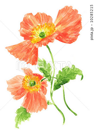 元気 明るい 花 イラスト オレンジ色 暖かいのイラスト素材