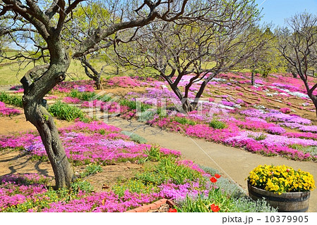 公園 芝桜 千葉県柏市あけぼの山公園の写真素材