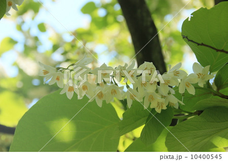菩提樹 花の写真素材