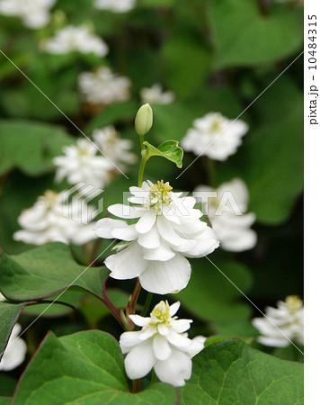 八重ドクダミ 緑の葉の写真素材