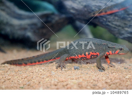 トウヨウイモリ属の写真素材