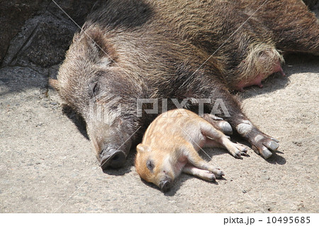 猪親子 イノシシ母子 亥 動物の写真素材