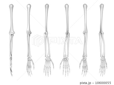 手 腕 指 骨のイラスト素材